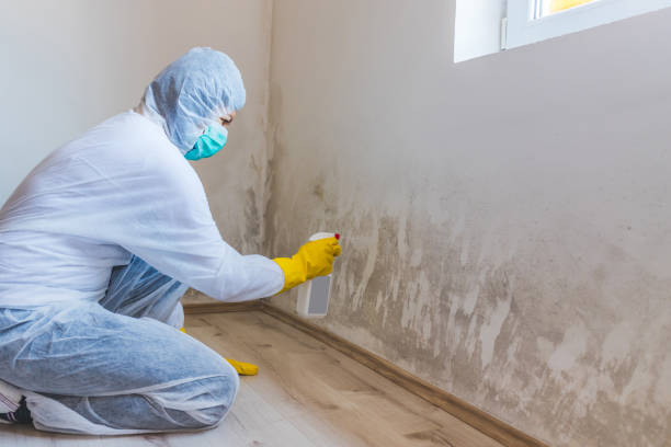Licensed Mold Remediation service in South Bound Brook, NJ - WQB Mold Removal