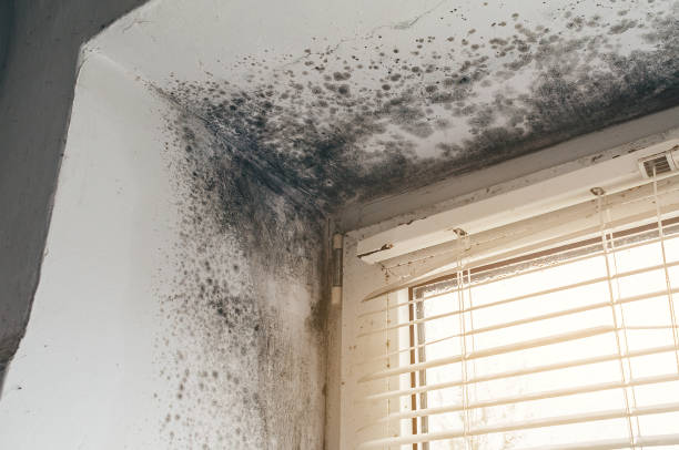 Affordable Mold Remediation solutions in South Bound Brook, NJ